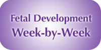 fetal-development-week-by-week